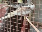 Cockatiel Birds