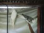 Cocktail Birds