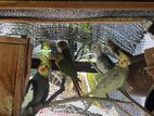 Cocktails Birds