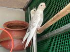 Cockatiel Birds