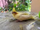 Cockatiel Bird