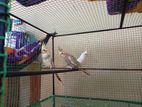 Cockatiel Bird