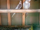 Cockatiel Bird