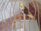Cockatiel Bird