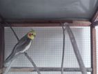 Cockatiel Bird