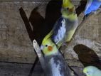 Cocktails Birds