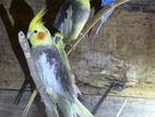 Cockatiel Birds