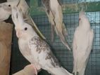 Cockatiel Bird