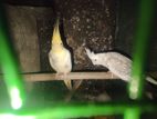 Cockatiel Bird
