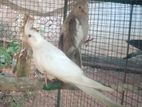 Cockatiel Birds