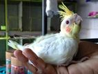 Cockatiel Bird
