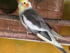 Cocktail Birds