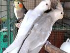 Cocktails Birds