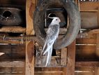 Cockatiel Birds