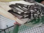 Cockatiel Bird