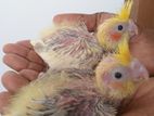 Cockatiel Chicks