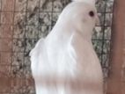 Cockatiel Bird