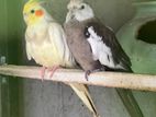 Cocktail Bird