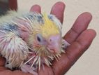 Cocktail Chick