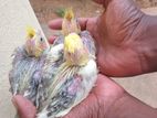 Cockatiel Birds