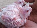 Cocktail Chiks