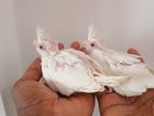 Cockatiel Chicks