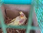 cockatiel Bird