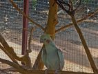 Cocktail Birds