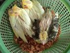 Cocktail Hand Feeding Chick