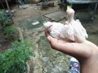 Cocktail Hand Feeding Chicks