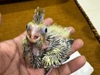 Cocktail Hand Feeding Size Chick