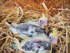 Cockatiel Hand Feeding Size Chicks
