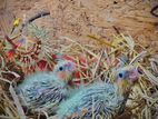 Cocktail Hand Feeding Size Chicks