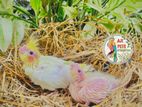 Cocktail Hand Feeding Size Chicks