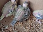 Cocktail Hand Feeding Size Chicks