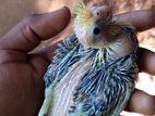 Cockatiel Chicks