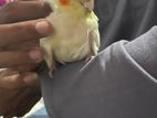 Cocktail Birds