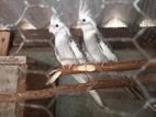 Cockatiel Birds