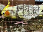 Cocktail Male