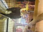 Cocktail Male