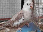 Cocktail Male