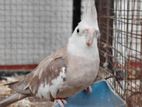 Cocktail Male
