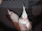Cocktail Pair