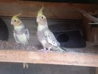 Cockatiel Bird Pair
