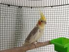 Cocktail Parrot