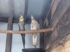 Cockatiel Bird (White Face )