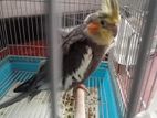 Cocktail With Cage