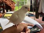 Cocktail with Cage