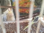 Cocktail with cage