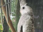 Cocktail with white face
